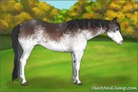Horse Color:White Spotted Brown 