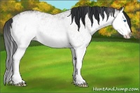 Horse Color:White Spotted Brown Roan Splash