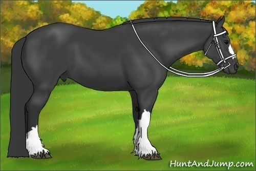 Horse Color:Black 