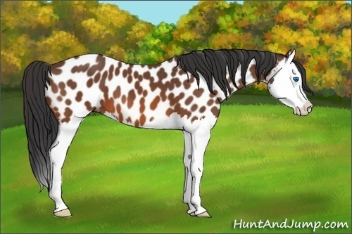 Horse Color:Bay Splash Appaloosa 
