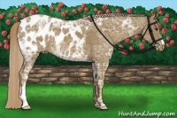 Horse Color:Chocolate Palomino Ice Appaloosa