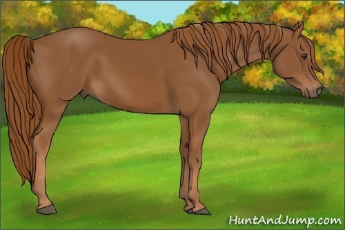 Horse Color:Chestnut Sabino Rabicano 