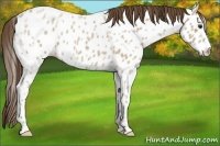 Horse Color:Classic Champagne Ice Roan Near Leopard 
