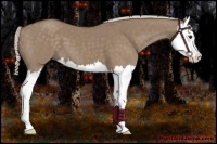 Horse Color:Silver Grullo Splash 