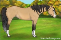 Horse Color:Bay Dun Splash