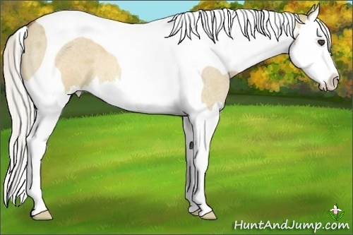 Horse Color:Silver Buckskin Roan Dun Splash Tobiano 