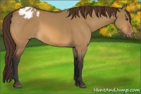 Horse Color:Bay Dun Appaloosa 