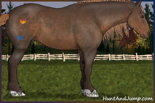 Horse Color:Liver Chestnut 