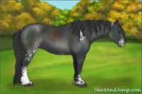 Horse Color:White Spotted Black