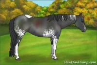 Horse Color:White Spotted Black Tobiano Rabicano