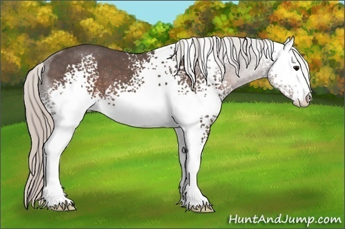 Horse Color:White Spotted Silver Black Sabino 