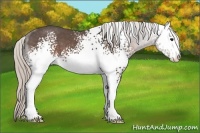 Horse Color:White Spotted Silver Black Sabino 