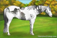 Horse Color:White Spotted Black Tobiano Rabicano