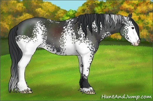 Horse Color:White Spotted Black 