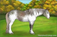 Horse Color:White Spotted Silver Black Sabino