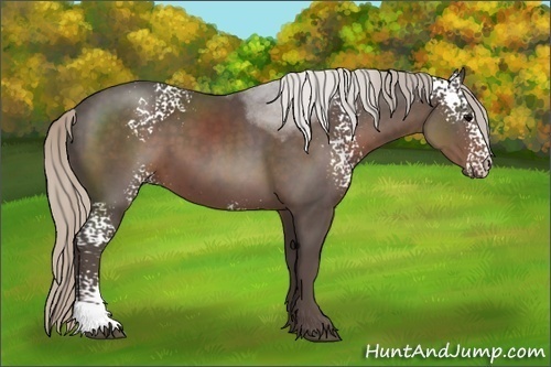 Horse Color:White Spotted Silver Black 