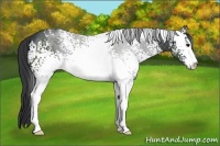 Horse Color:White Spotted Black Sabino