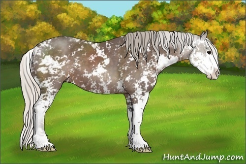 Horse Color:Silver Black Sabino 