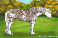 Horse Color:Silver Black Sabino 
