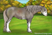Horse Color:Silver Black Sabino 