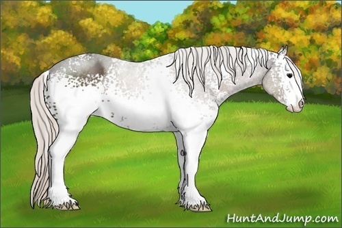 Horse Color:White Spotted Silver Black Sabino 