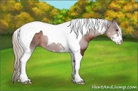 Horse Color:Silver Brown Sabino Tobiano