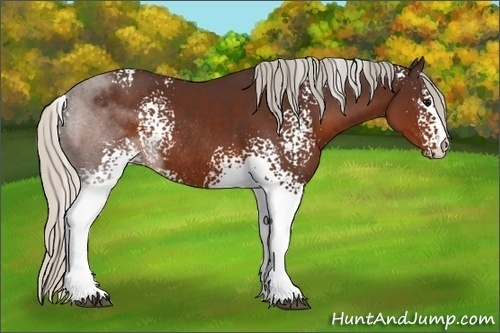 Horse Color:White Spotted Silver Brown Rabicano