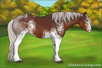 Horse Color:White Spotted Silver Brown Rabicano 