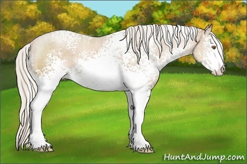 Horse Color:White Spotted Silver Black Pearl Sabino Rabicano 