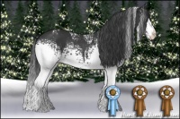 Horse Color:White Spotted Black Rabicano 