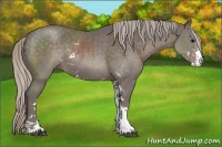 Horse Color:Silver Black Sabino 