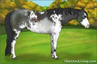 Horse Color:Black Sabino Rabicano 