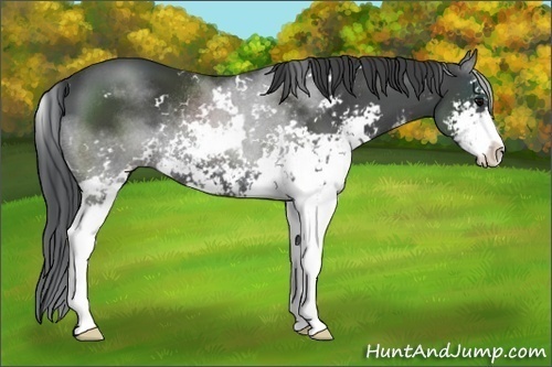 Horse Color:Black Sabino Rabicano 
