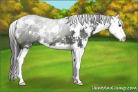 Horse Color:Black Sabino Splash 