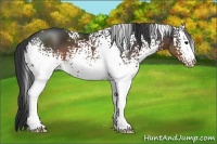 Horse Color:White Spotted Brown 