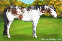 Horse Color:White Spotted Brown 
