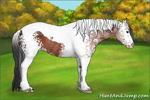 Horse Color:White Spotted Brown Tobiano Rabicano 