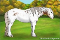 Horse Color:White Spotted Silver Brown Tobiano 