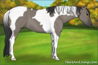 Horse Color:Grullo Tobiano 