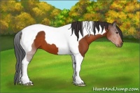 Horse Color:Bay Tobiano 