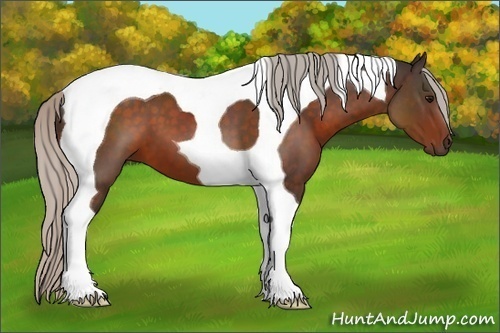 Horse Color:Silver Brown Tobiano 
