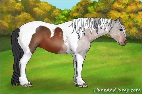 Horse Color:Brown Tobiano 