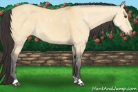 Horse Color:Buckskin Dun