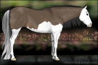 Horse Color:Brown Dun Splash