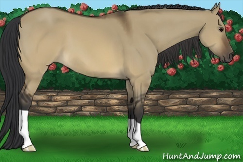 Horse Color:Brown Dun 