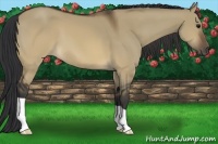 Horse Color:Brown Dun 