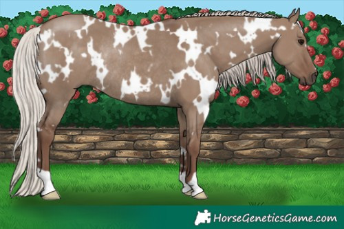 Horse Color:White Spotted Silver Grullo Rabicano