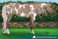 Horse Color:White Spotted Silver Grullo Rabicano