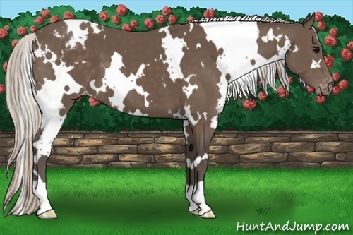Horse Color:White Spotted Silver Black Appaloosa