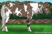 Horse Color:White Spotted Silver Black Appaloosa 